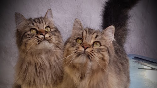 profile picture of Sassy cat and dog grooming profile picture