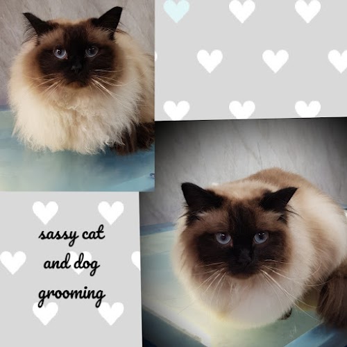 profile picture of Sassy cat and dog grooming