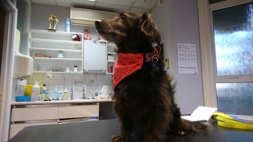 profile picture of Harbour Veterinary Hospital