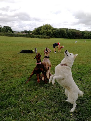 profile picture of The Academy of Modern Canine Behaviour & Training