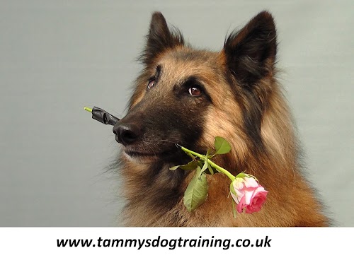 profile picture of AMCBT (Academy Modern Canine Behaviour & Training) Portsmouth Branch profile picture