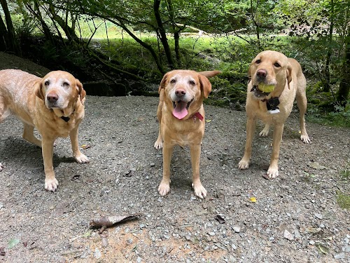 profile picture of Pawsonal Dog Walker & Trainer profile picture