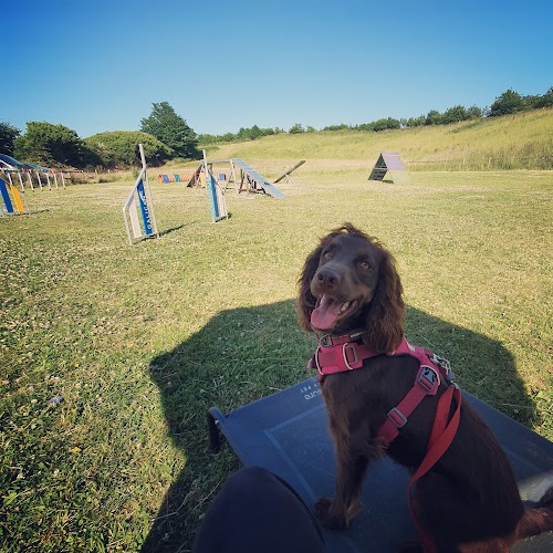 profile picture of Thinking Dog