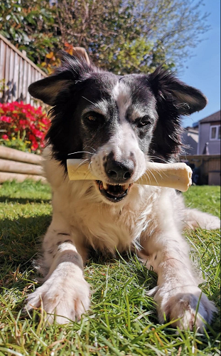 profile picture of Thinking Dog