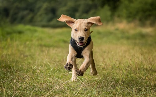 profile picture of Gardrum Gundogs and Dog Training