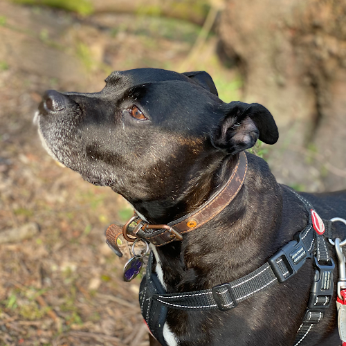 profile picture of Your Pets Pals | Dog Walking & Pet Care | Bolton