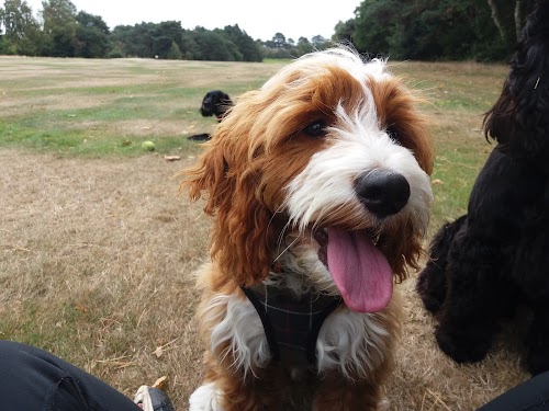 profile picture of Tanya's Happy Hounds Dog Walking (Bournemouth Dorset)