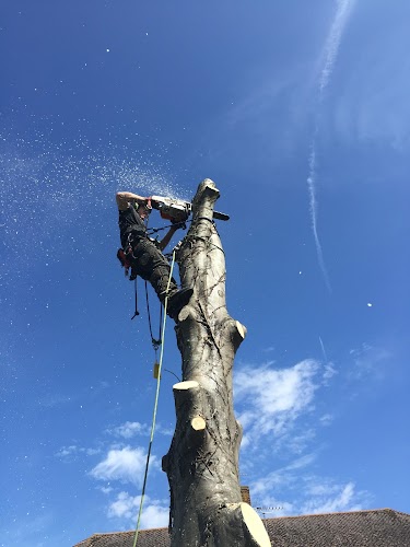 profile picture of Arbor Vitae Tree Care