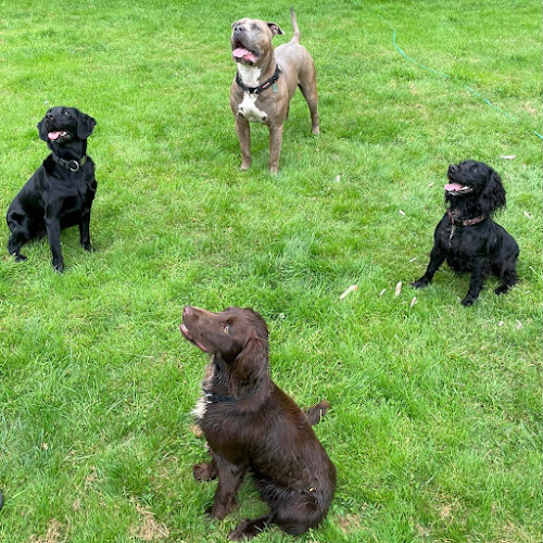 profile picture of Dorset Dog training the right way : Muttley Solutions