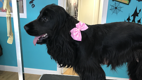 profile picture of Wagnificent Dog Groomers profile picture