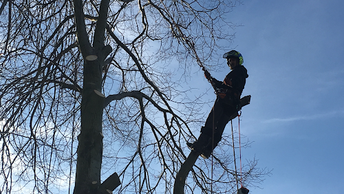 S G Tree Services