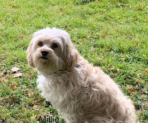 profile picture of Rockwood Dog Training