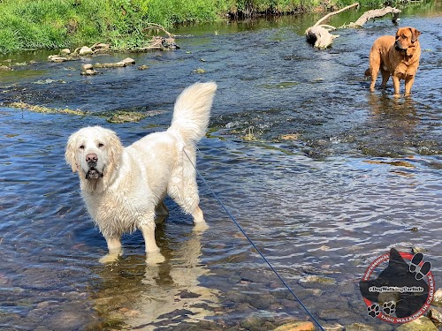 profile picture of Dog Walking in Carlisle profile picture