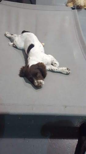 profile picture of Top Dog