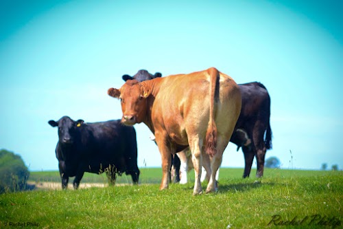 profile picture of Market Hall Vets - St Clears