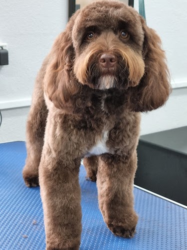 profile picture of Cruftz Cutz Dog Grooming St Clears