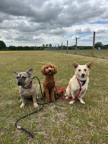 Essex Dog Trainer