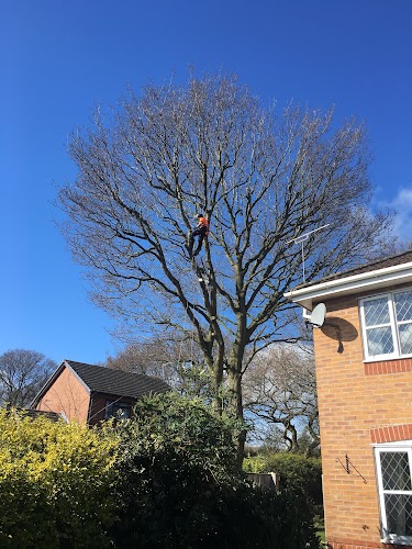 profile picture of CHESTER TREE & STUMP REMOVALS/CHESTER TREE SURGEON profile picture