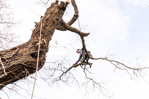 profile picture of Woodstock Tree & Garden Care (Tree Surgeon) profile picture