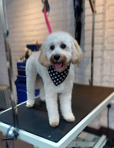 profile picture of Mutz and Cutz Dog Grooming Studio Chester