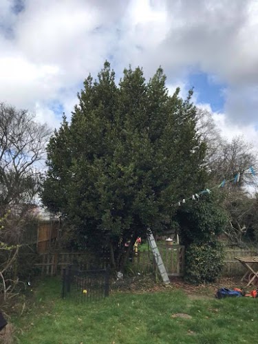 profile picture of Tree Surgeon Colchester