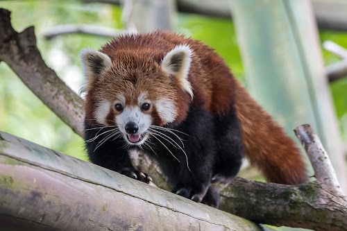 profile picture of Colchester Zoo profile picture