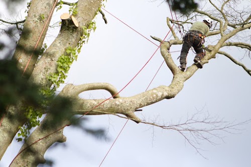 profile picture of Tree Two One (Tree Surgeon)