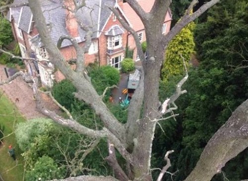 profile picture of CREWE TREE & STUMP REMOVALS/CREWE TREE SURGEON profile picture