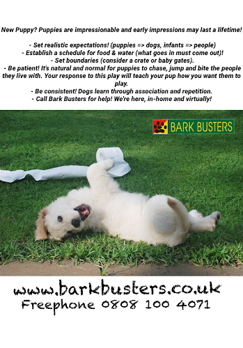 Bark Busters Dog Training Derby