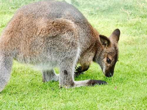 profile picture of Yorkshire Wildlife Park profile picture