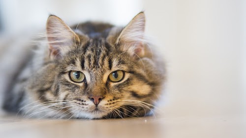 profile picture of Blackness Veterinary Surgery