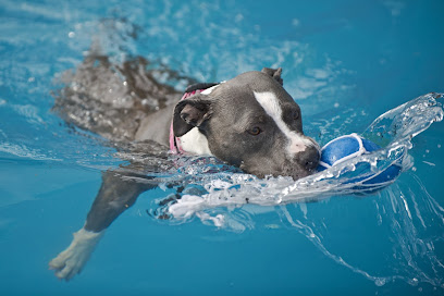 Beacroft Referrals Canine Hydrotherapy & Rehabilitation Centre Basingstoke