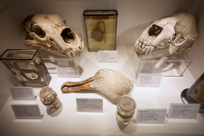 profile picture of D'Arcy Thompson Zoology Museum - University of Dundee profile picture