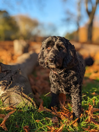 profile picture of Ealing Dog Walker - Rachana Jacob profile picture