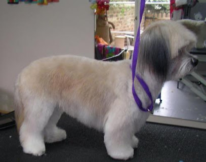 profile picture of Dinky Dogs Grooming Worthing