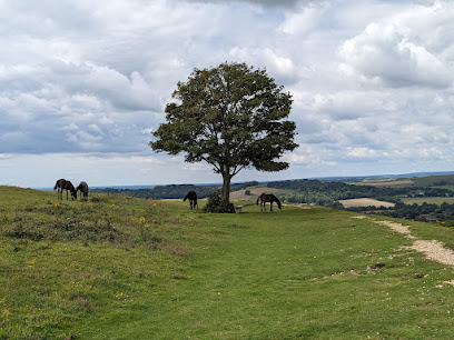 profile picture of National Trust - Cissbury Ring profile picture