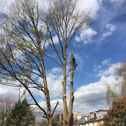 profile picture of Treetech Specialist Treecare, Tree surgery Stump removal and hedge cutting service