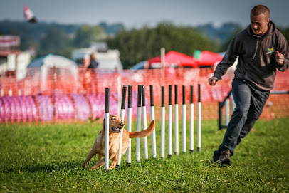 profile picture of GO K9 Training profile picture