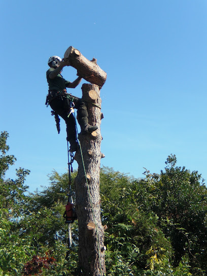 profile picture of D.Nicholls Arboriculture profile picture