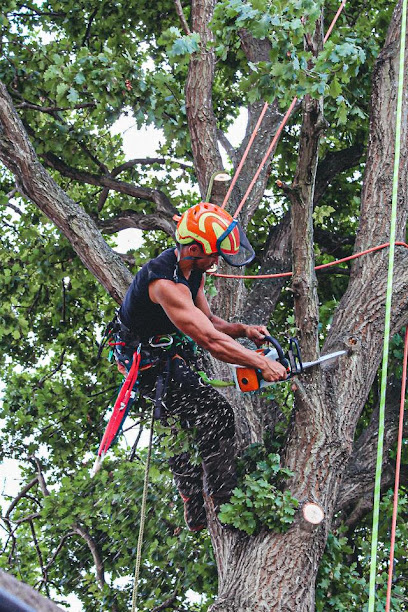 profile picture of Top Trim Tree Surgery profile picture