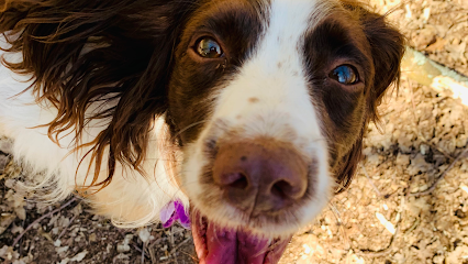 profile picture of The Canine Coach (Spaniel and Doodle Specialist, Puppy Training, Dog Training, Scentwork, Dog Walking) profile picture