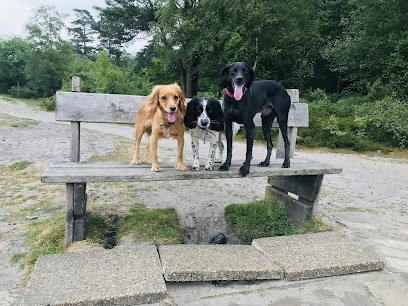 profile picture of Wholesome Hounds