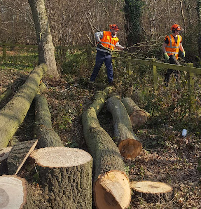 profile picture of TLC Tree Surgeons profile picture