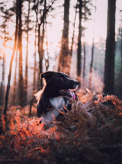 profile picture of Settle & Stay Dog Training and Behaviour profile picture