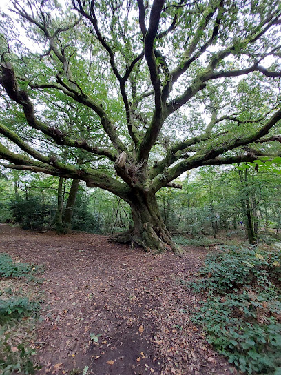 profile picture of Bordon Inclosure