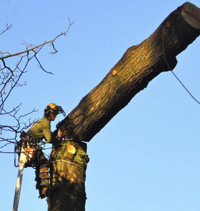 profile picture of Turnbull Tree Care Ltd profile picture