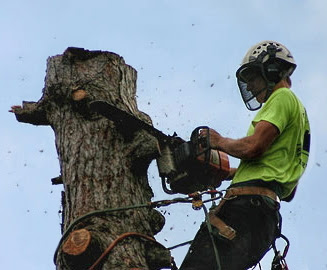 profile picture of Agm Tree Surgery profile picture