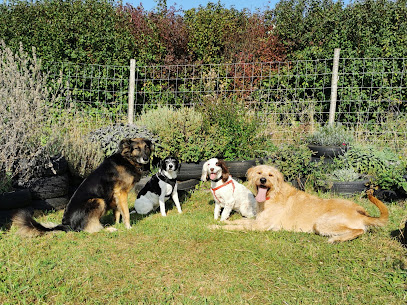 Hounds & Hooves Ltd Dorset-dog training, dog walking, private hire fields
