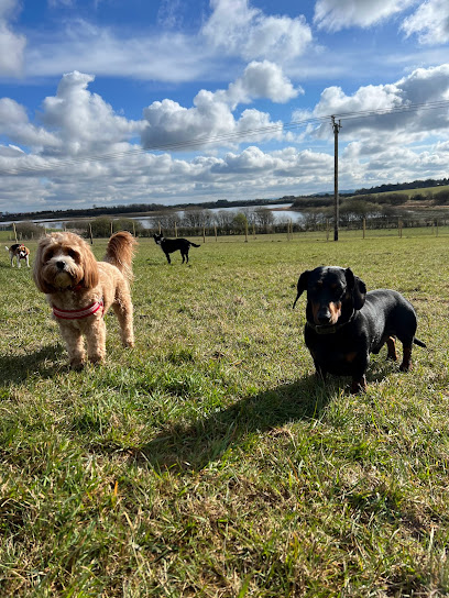 profile picture of Indiana Bones - Dog Walking