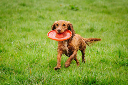 profile picture of Worcester Dogs - Training and Behaviour profile picture